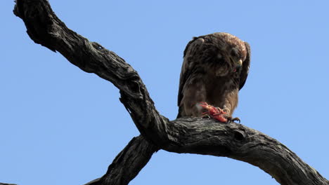 A-tawny-eagle-feeding-on-its-prey-while-perched-high-on-a-tree-branch