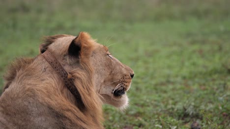 Junger-Männlicher-Afrikanischer-Löwe-Mit-Halsband-Zeigt-Beim-Großen-Gähnen-Massive-Zähne