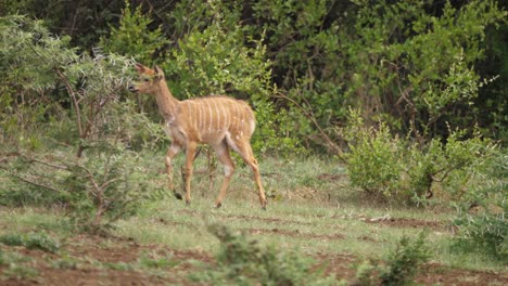 Schwenk-Links-Mit-Baby-Nyala-Antilope,-Die-Durch-Den-Offenen-Afrikanischen-Busch-Läuft