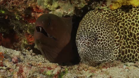 honeycomb-moray-eel-sharing-home-with-giant-moray-eel-in-the-Maldives