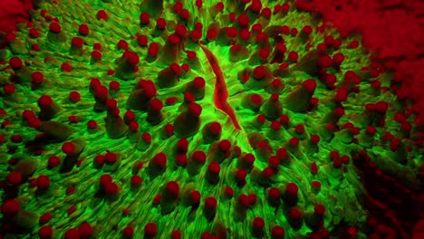 Fluoreszierende-Koralle