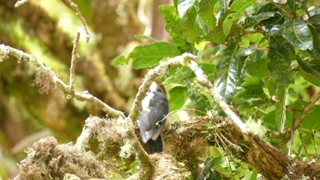 Pájaro-Carpintero-En-La-Rama-De-Un-árbol