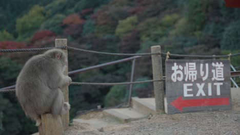 Japanese-Macaque-Sitting-on-Stump-by-Exit-sign-at-Arashiyama-Monkey-Park