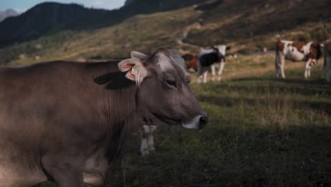 Primer-Plano-Retrato-De-Una-Vaca-En-Val-Gardena,-Dolomitas,-Italia