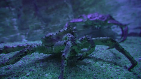 Closeup-of-king-crabs-standing-at-seabed-in-cool-blue-light
