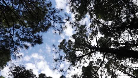 Looking-up-in-a-pine-tree-forest-with-a-blue-clooudy-sky-in-the-backgroung-as-the-camera-is-rotating,-Tenerife