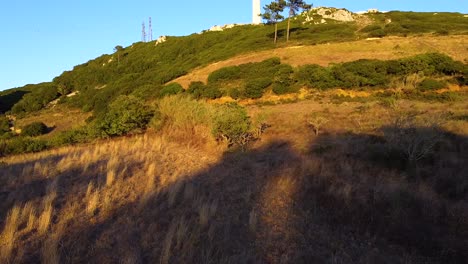 Drone-shot-of-small-trees-and-bushes-on-a-hill-side-at-sunset