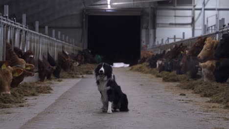 Border-collie-standing-in-the-middle-of-a-feed-floor-for-cows