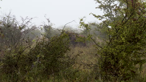 European-bison-eating-leaves-from-a-bush-in-a-thicket,foggy,Czechia