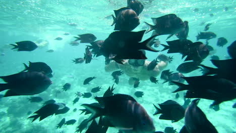 Underwater-shot-of-a-man-doing-snorkel-between-a-tropical-fish-bank