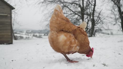 Free-range-hen-searching-for-food-in-the-snow-on-a-cold-winter-day
