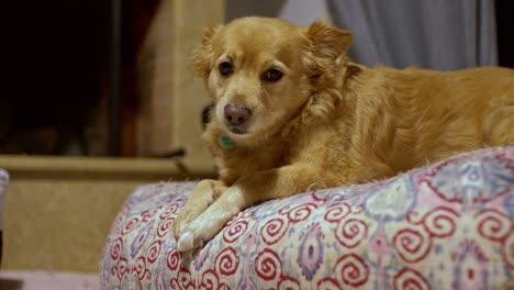 Medium-size-breed-greek-Kokoni-dog,-rests-on-a-fabric-stuffed-pouffe-at-home