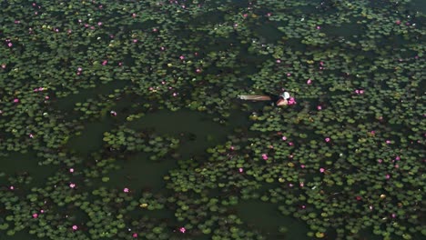 Aerial-drone-shot-of-Asian-man-swimming-in-lake-full-of-pink-water-lily