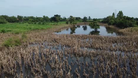 Inundaciones-A-Través-De-Cultivos-Y-Plantas-Con-Reflejos-Y-Naturaleza-Escénica-En-El-Fondo-En-Battambang,-Camboya
