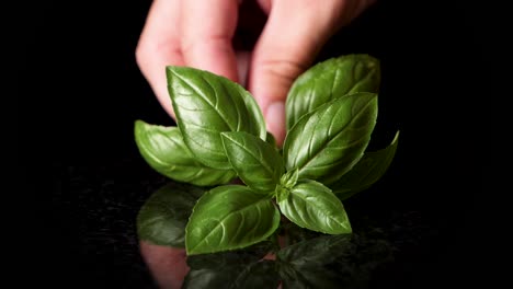 Close-up-shot-of-hand-picking-up-fresh-herb-basil-in-slow-motion-in-professional-studio