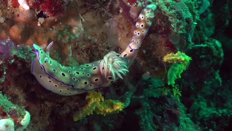 Two-nudibranch-risbecia-tryoni-crawling-over-coral-reef-in-the-Philippines