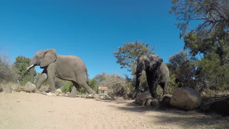 Dos-Elefantes-Caminando-Sobre-Suelo-Polvoriento-De-Reserva-Natural,-Parque-Nacional-Kruger-Sudáfrica