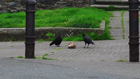 Flock-of-crows-eating-litter-in-the-early-morning