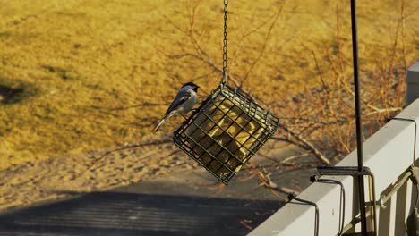 An-adult-Black-Capped-Chickadee-eats-at-a-backyard-suet-feeder