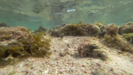 Korallenriff-Vom-Meeresgrund-In-Der-Nähe-Von-Tulum-Mexiko-Aus-Gesehen
