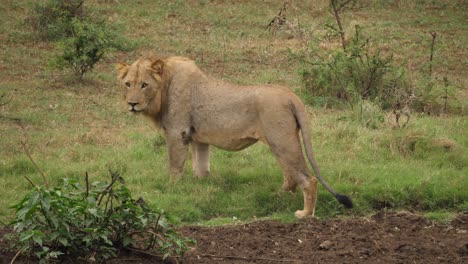 lion-walking-across-dirt-and-stops-to-look