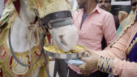A-woman-feeding-food-to-a-wedding-mare-in-Uttarakhand-India
