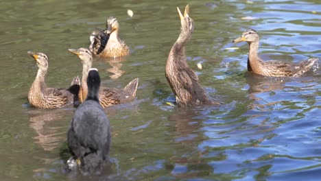 Slow-motion-footage-of-feeding-ducks-at-the-park