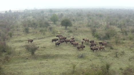 European-bison-bonasus-herd-standing-in-a-bushy-field,foggy,Czechia