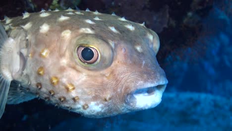 Spotbase-burrfish-very-close-to-camera-close-up-profile-shot