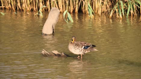 Yellow-Billed-Duck-Preens-Ruffled-Feathers-Standing-on-Log-in-River