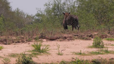 Jaguar-Llevando-Su-Presa-Al-Bosque-En-Pantanal