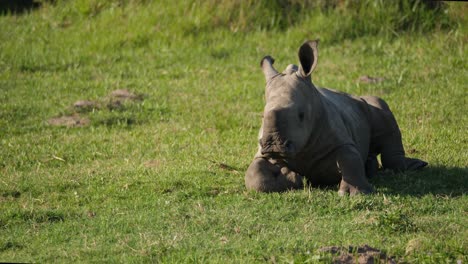 Vista-Frontal-De-Un-Ternero-De-Rinoceronte-Blanco-Que-Se-Despierta-Después-De-Una-Siesta-Por-La-Tarde