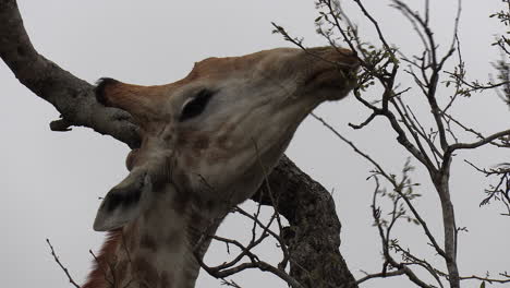 Close-up-of-a-giraffe-browsing-on-high-tree-branches-in-Africa