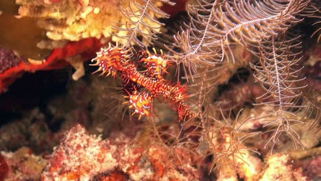 Two-harlequin-ghost-pipefish-mating-on-a-tropical-coral-reef