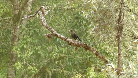 Big-brown-bird-sitting-on-a-branch-looking-around-in-a-forest-in-Costa-Rica-on-a-cloudy-day
