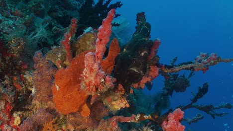 Two-giant-frog-fishes-in-black-and-red-color-sitting-on-a-coral-reef-in-the-Maldives