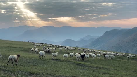 White-Sheep-Black-Goats-Herding-Flock-By-Dog-Cattle-and-Strong-Shepherd-in-Mountain-High-Green-Hills-Superb-Landscape-in-Masal-Gilan-People-Job-Life-Related-to-Produce-Fresh-Milk-and-Organic-Dairy