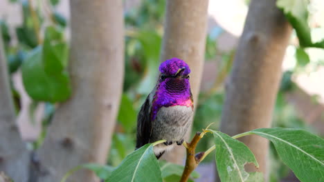 A-colorful-pink-Annas-Hummingbird-with-iridescent-feathers-resting-on-a-green-leaf-after-feeding-on-nectar-then-flying-away-super-fast-to-avoid-danger