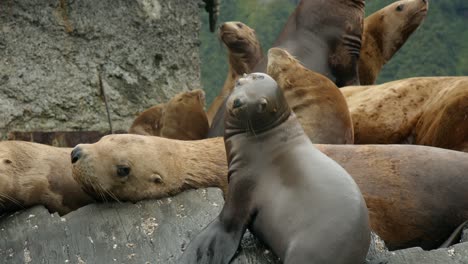 Colony-Of-Sea-Lions-Resting-On-A-Rock-In-Alaska---close-up,-slow-motion