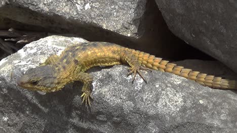 Full-length-lizard-on-grey-rock-formation