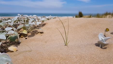 Wildes-Gras-Und-Pflanzen-Wachsen-Am-Strand-In-Südafrika