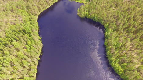 Forest-lake-and-coniferous-forest,-down-tilting-drone-view