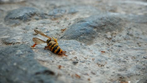 Ein-Team-Von-Ameisen,-Das-Eine-Wespe-Auf-Den-Straßen-Spaniens-Trägt