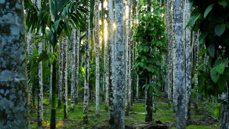 Reihen-Von-Arekanussbäumen-Und-Bananenstauden-In-Der-Ferne