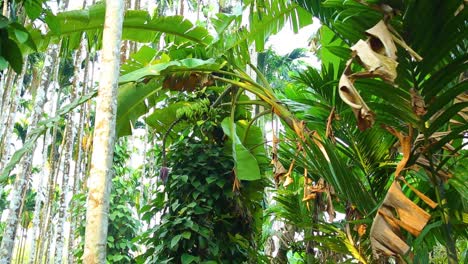Eine-Hand-Voller-Grüner-Bananen-Hängt-Hoch-Oben-In-Einem-Baum-Und-Bewegt-Sich-Im-Wind
