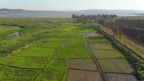 Aerial-shot-of-the-patterns-of-rice-fields-by-the-shores-of-Lake-Victoria-in-Africa