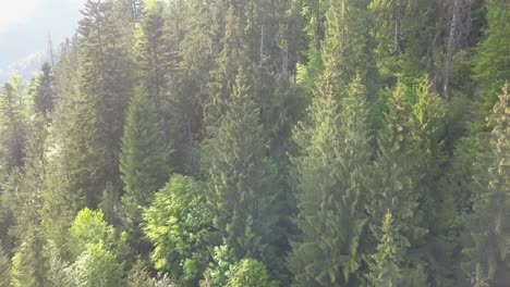 Aerial-Close-up-upwards-pan-of-green-trees-with-an-alpine-feel