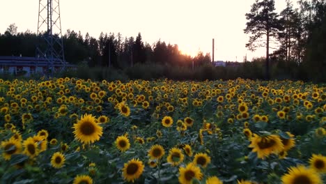 Bei-Sonnenuntergang-über-Ein-Sonnenblumenfeld-In-Finnland-Fliegen