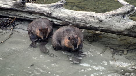 A-pair-of-North-American-Beavers-scratch-themselves-on-the-banks-of-the-Skagit-River-in-Washington-State