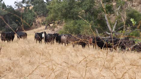 Eine-Herde-Black-Angus-Rinder-Starrt,-Während-Sich-Eine-Vertrocknete-Senfpflanze-Vor-Der-Linse-Bewegt
